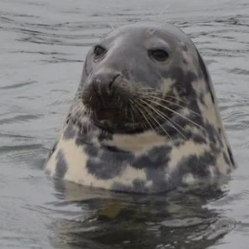 chat with ai character: (The Great Seal) 