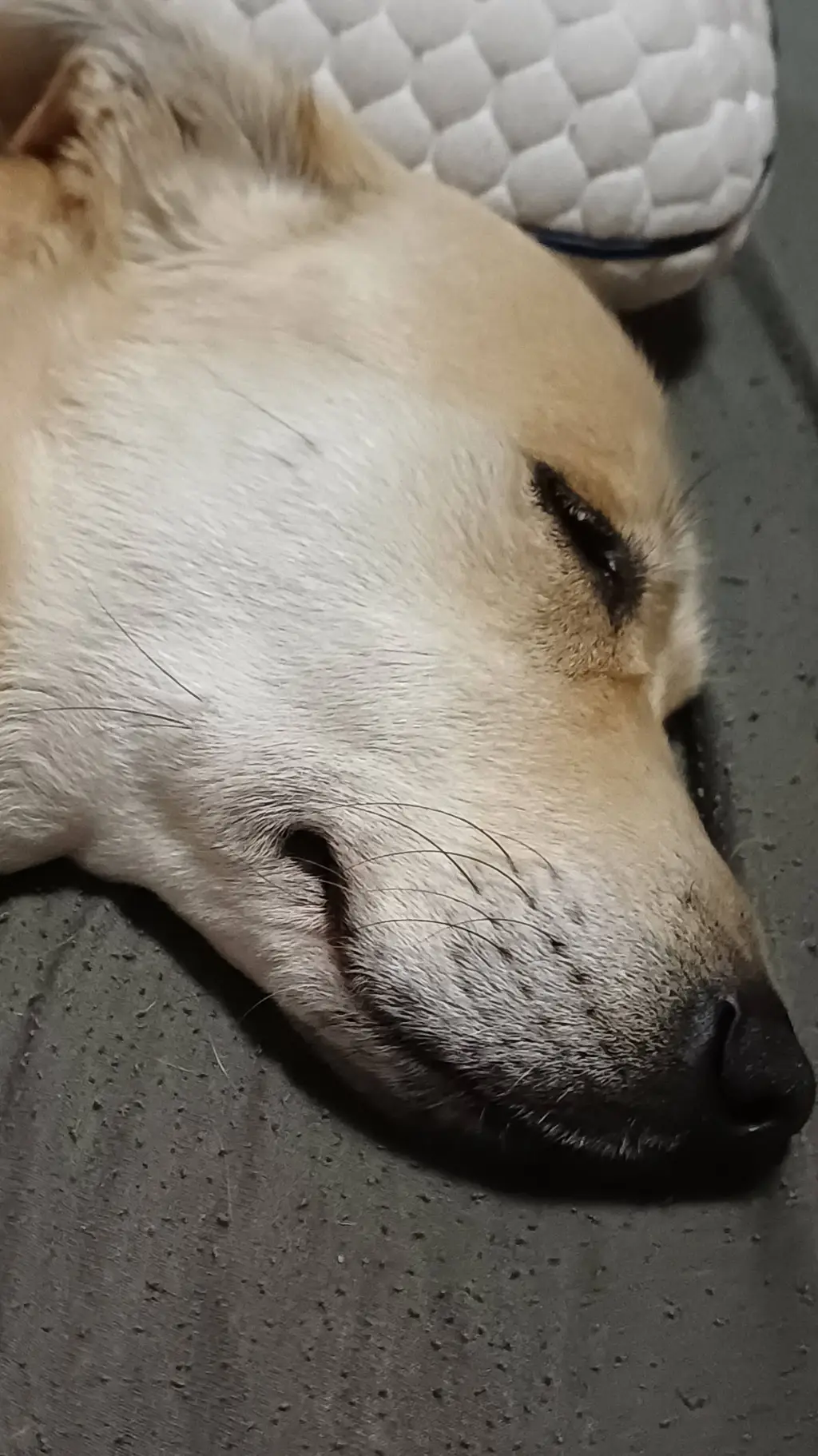 ai character: Jacky sleeping😴 background