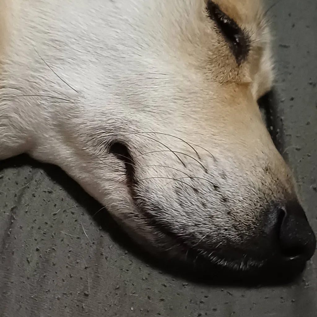 chat with ai character: Jacky sleeping😴