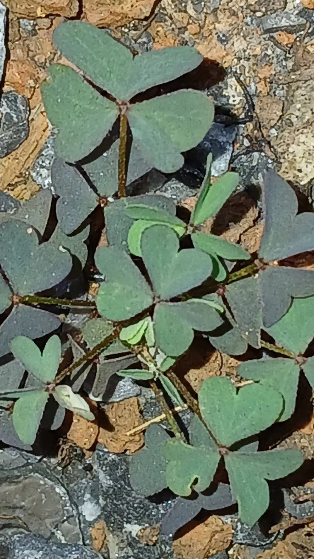 ai character: Abigail  background