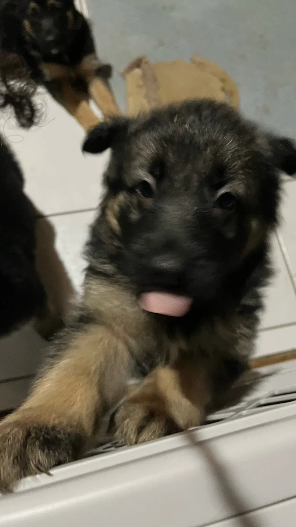 ai character:  Your puppies ￼ background
