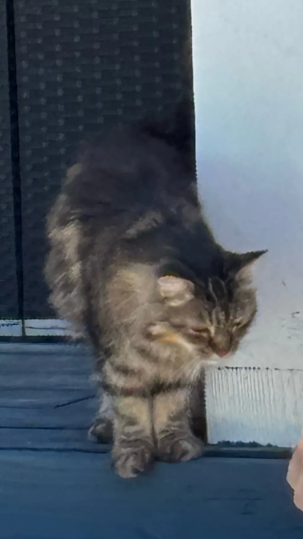 ai character: Xena  background