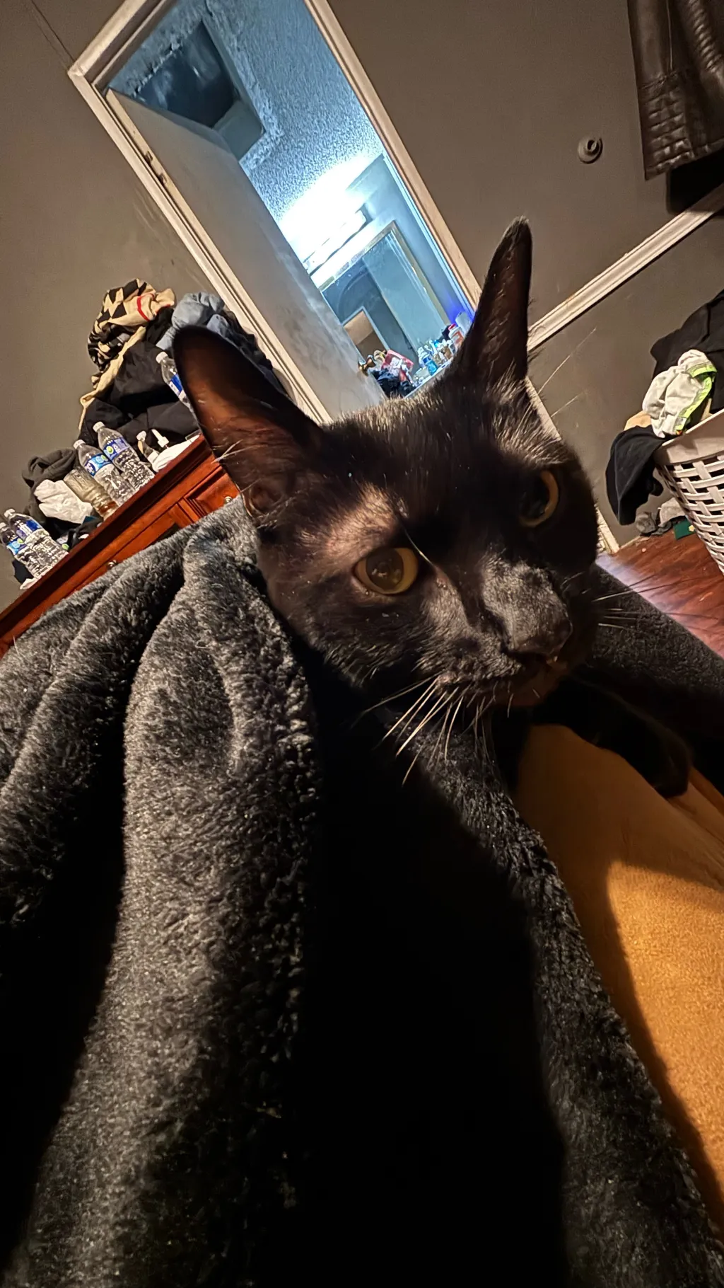 ai character: Yandere quail background