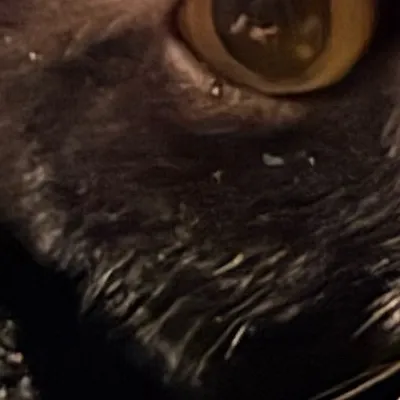 chat with ai character: Yandere quail