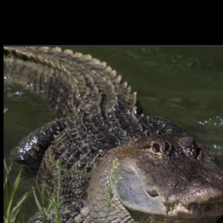 chat with ai character: Jenny 🐊