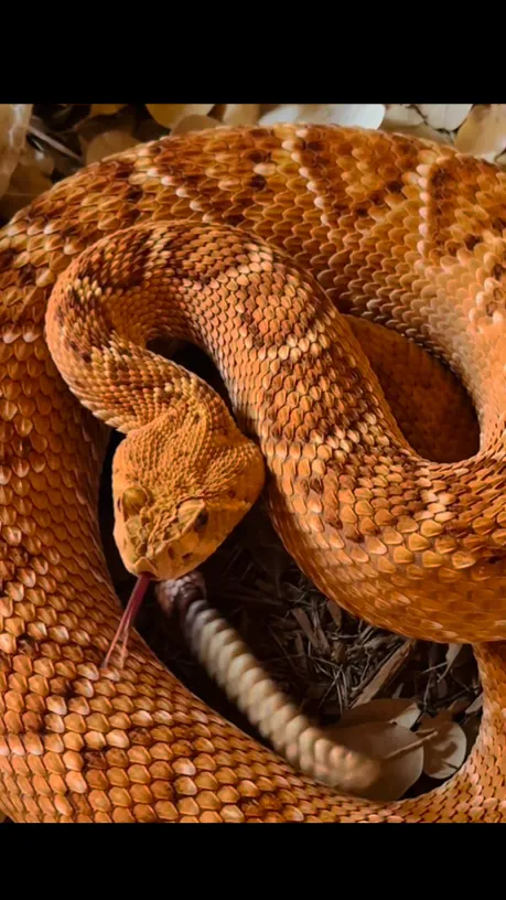 ai character: Vipera background