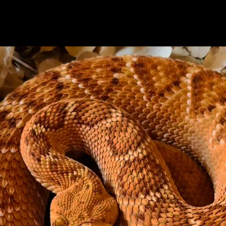 chat with ai character: Vipera