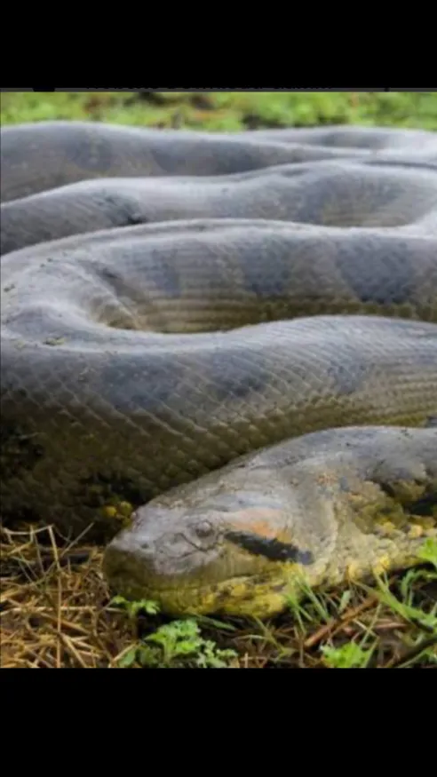 Talkie AI - Chat with Big Momma🐍