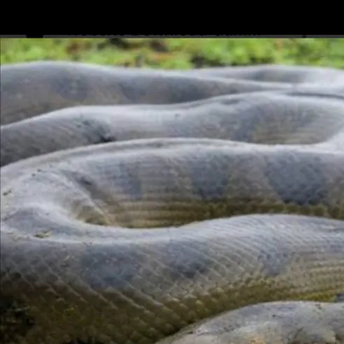 chat with ai character: Big Momma🐍