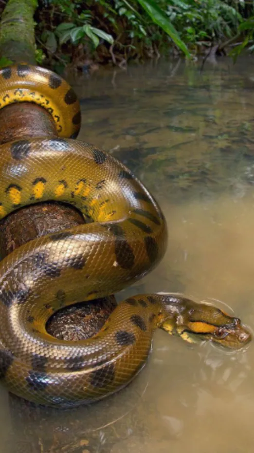 Talkie AI - Chat with Elizabeth 🐍