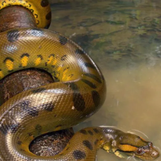 chat with ai character: Elizabeth 🐍