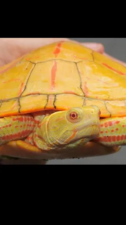 Talkie AI - Chat with Sheila 