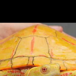 chat with ai character: Sheila 