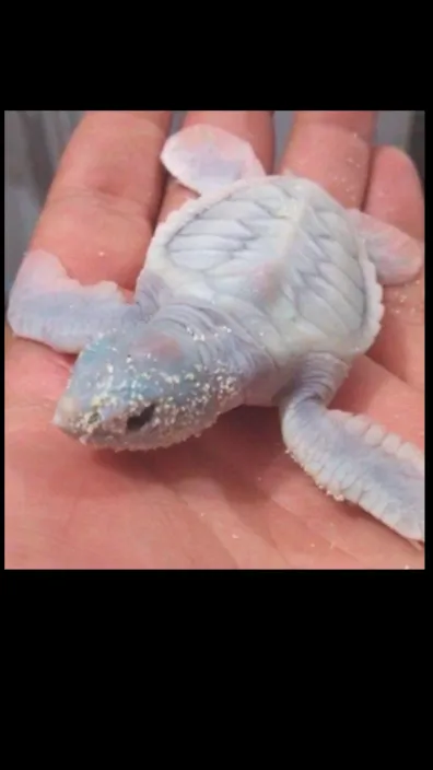 Talkie AI - Chat with Snowy-Pearl 