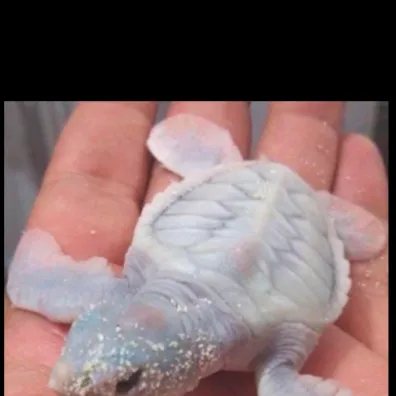 chat with ai character: Snowy-Pearl 