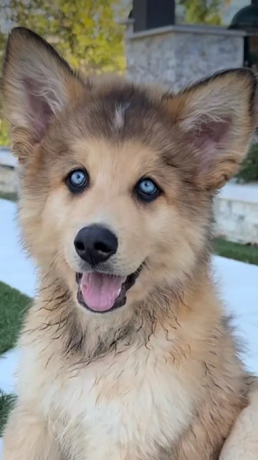 ai character: Koda background