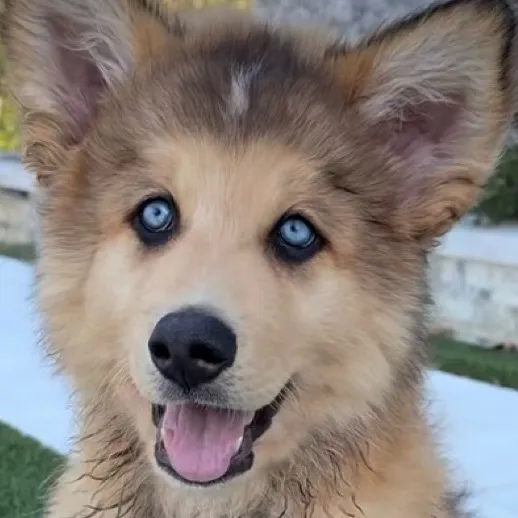 chat with ai character: Koda