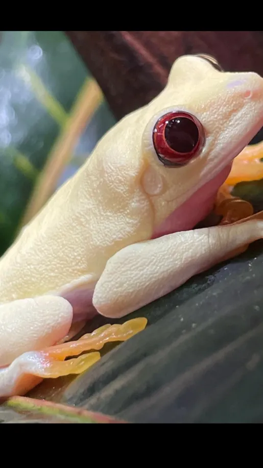 Talkie AI - Chat with Pearl 