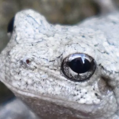 chat with ai character: Marble