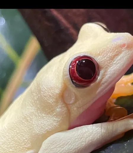 chat with ai character: Pearl 