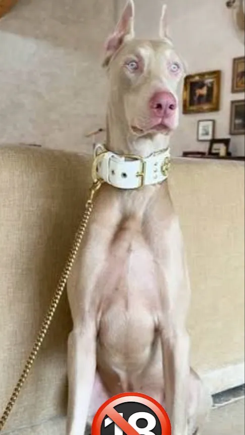 ai character: Prince  background