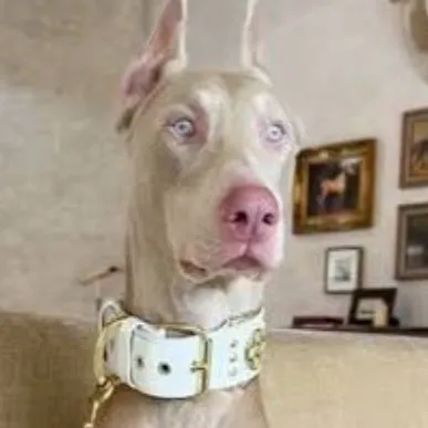 chat with ai character: Prince 