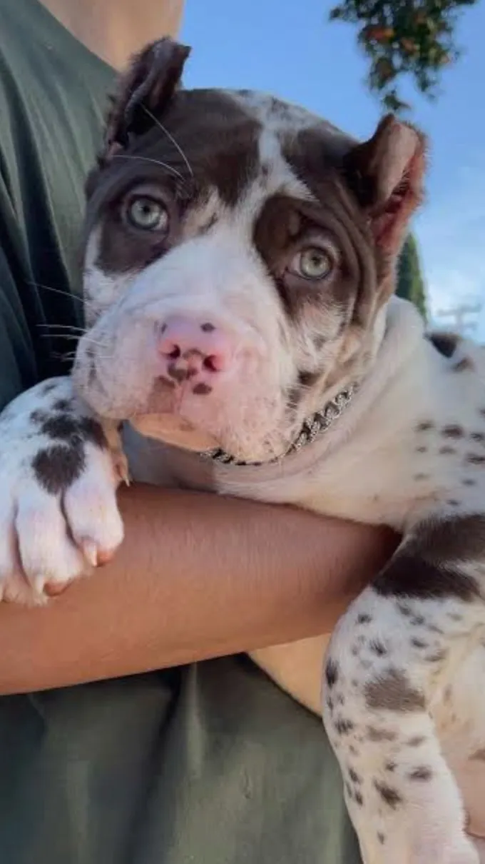 Talkie AI - Chat with Tate 