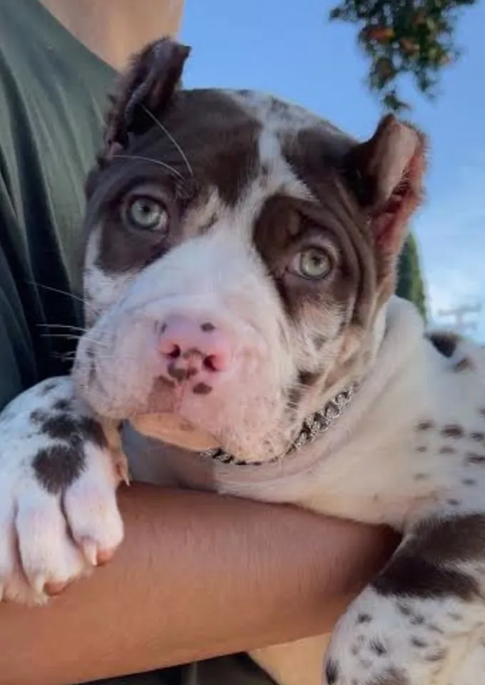 chat with ai character: Tate 