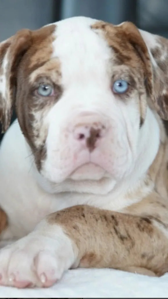 Talkie AI - Chat with Marla