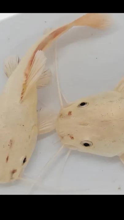 Talkie AI - Chat with Jasmine & Echo