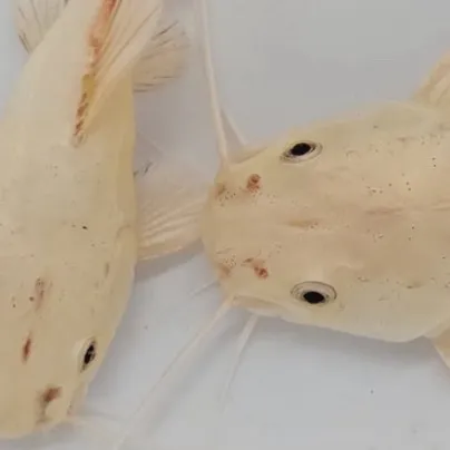 chat with ai character: Jasmine & Echo