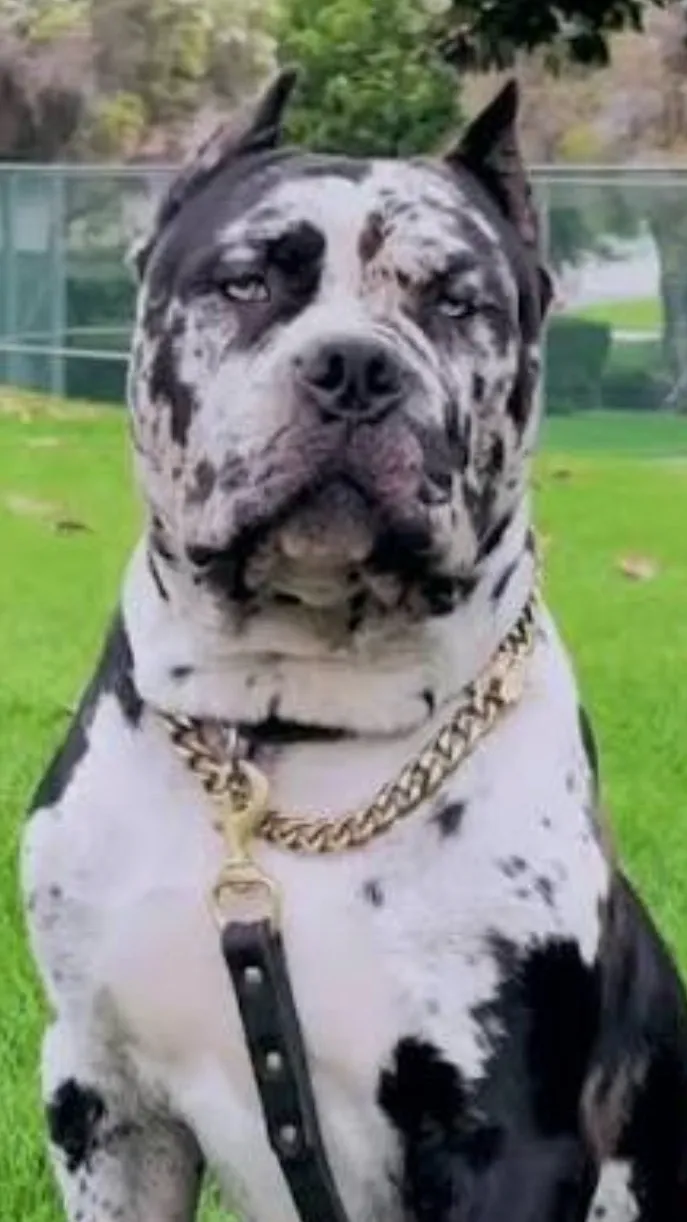 Talkie AI - Chat with Sir Zeus 