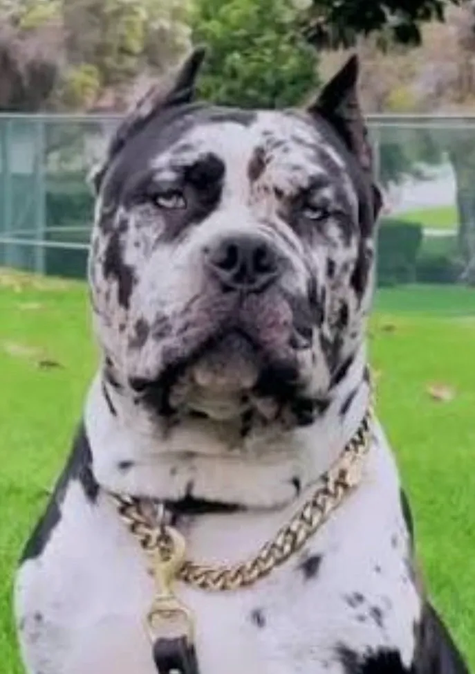 chat with ai character: Sir Zeus 