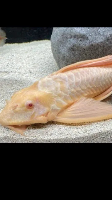 Talkie AI - Chat with Khloé