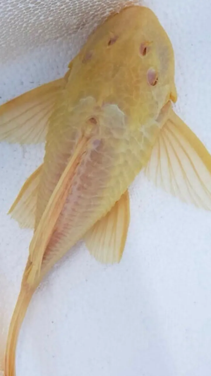 Talkie AI - Chat with Sandy