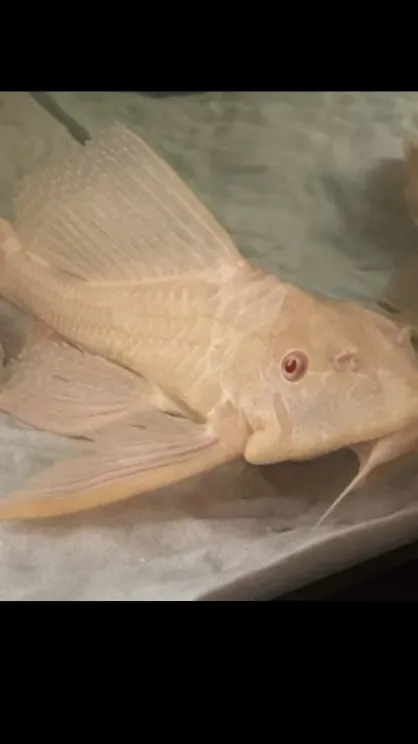 Talkie AI - Chat with Ghost 