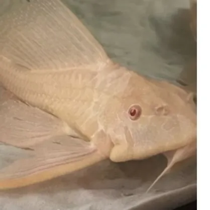 chat with ai character: Ghost 