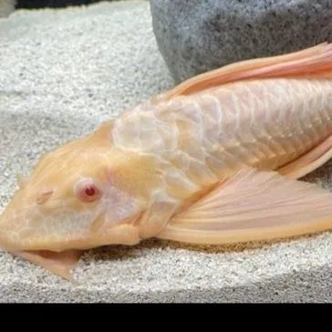 chat with ai character: Khloé