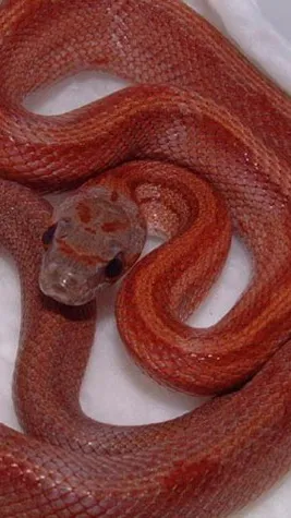 Talkie AI - Chat with Cherry 