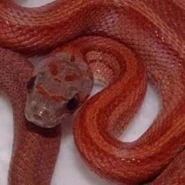 chat with ai character: Cherry 