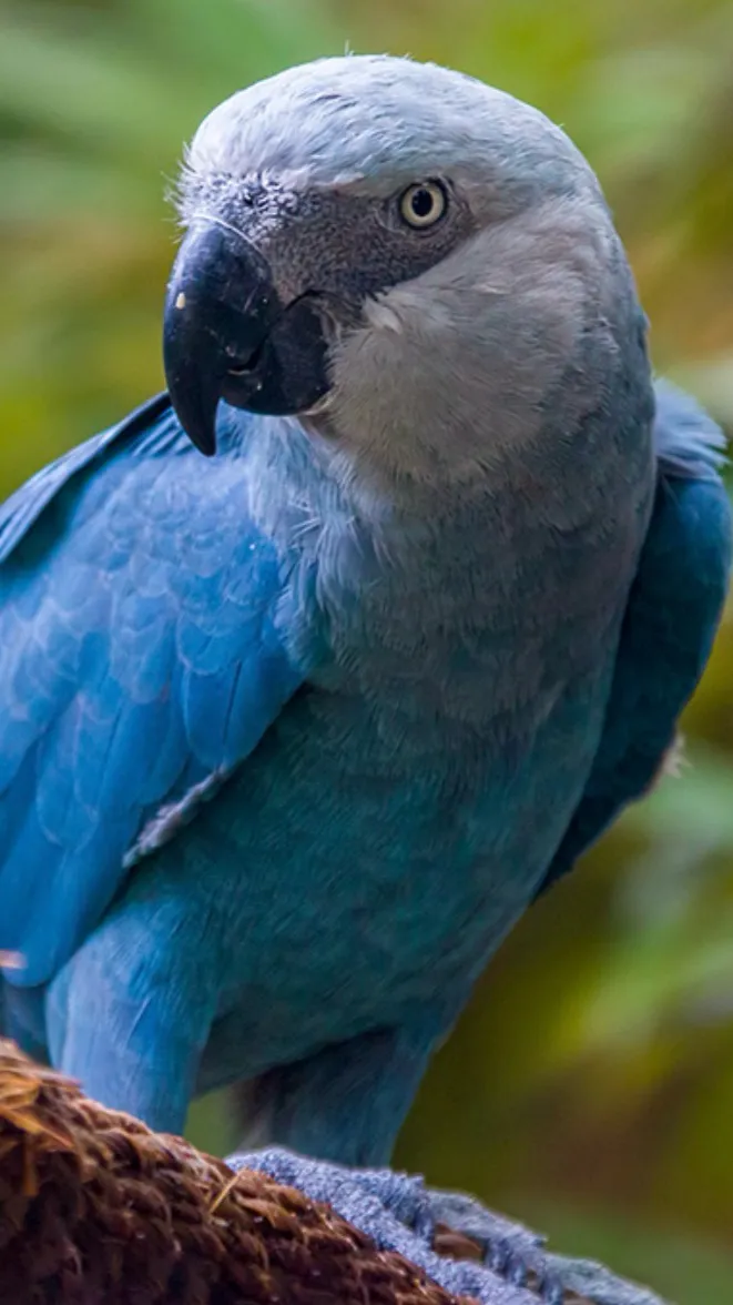 ai character: Savanna  background