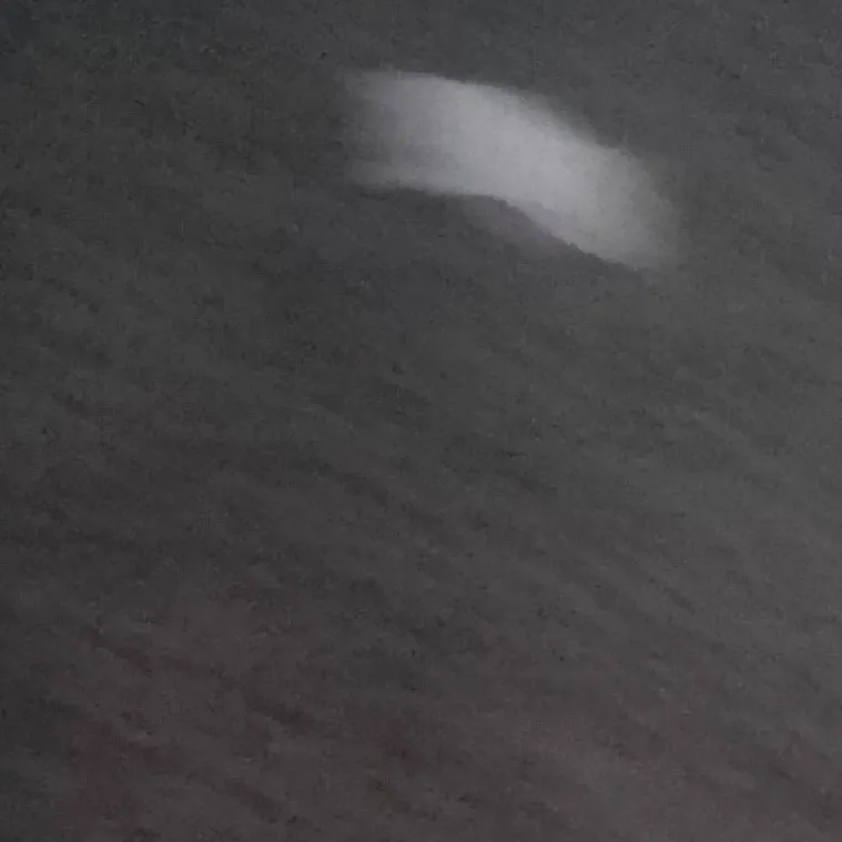 chat with ai character: rose