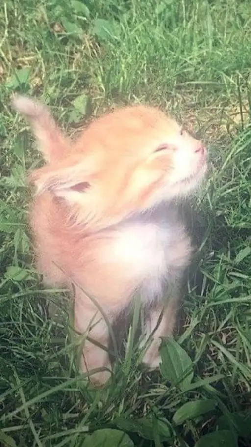 ai character: Your cat 😩 background