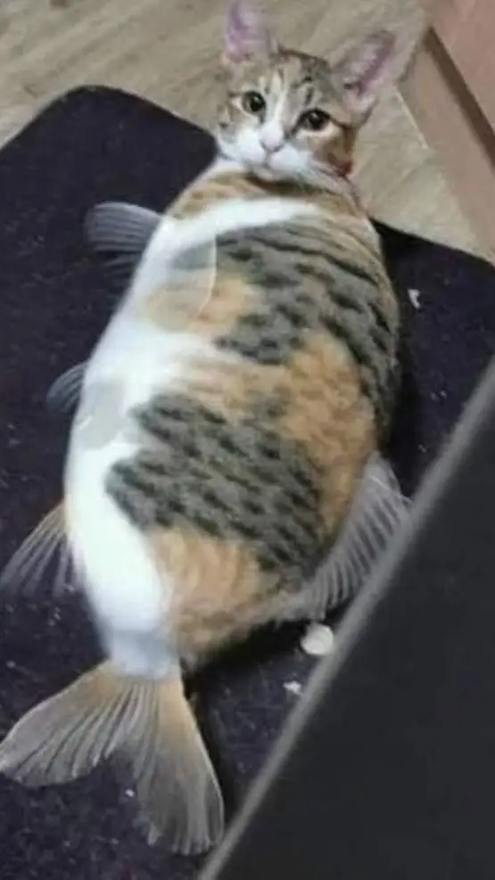 Talkie AI - Chat with Cat fish