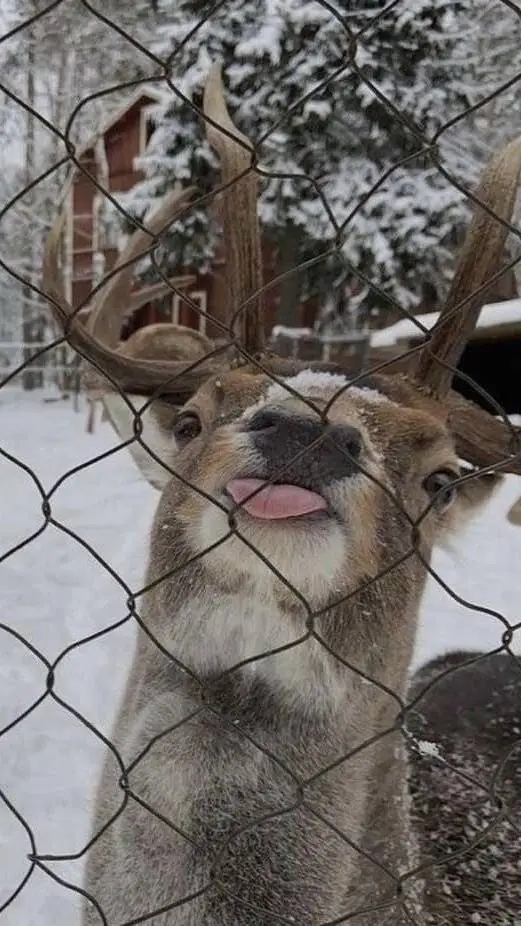 ai character: Silly Deer background