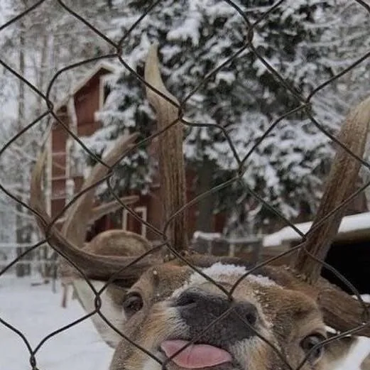 chat with ai character: Silly Deer