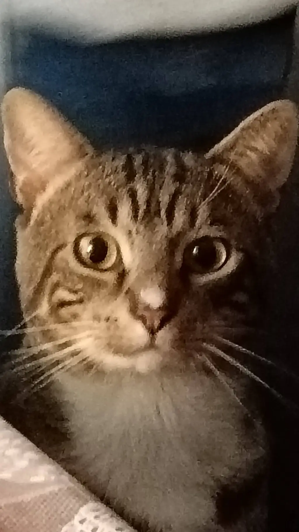 ai character: Isabell (my cat)  background