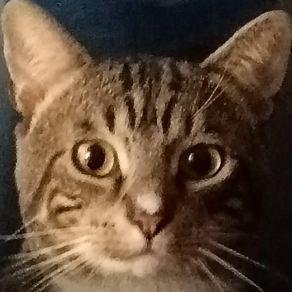 chat with ai character: Isabell (my cat) 