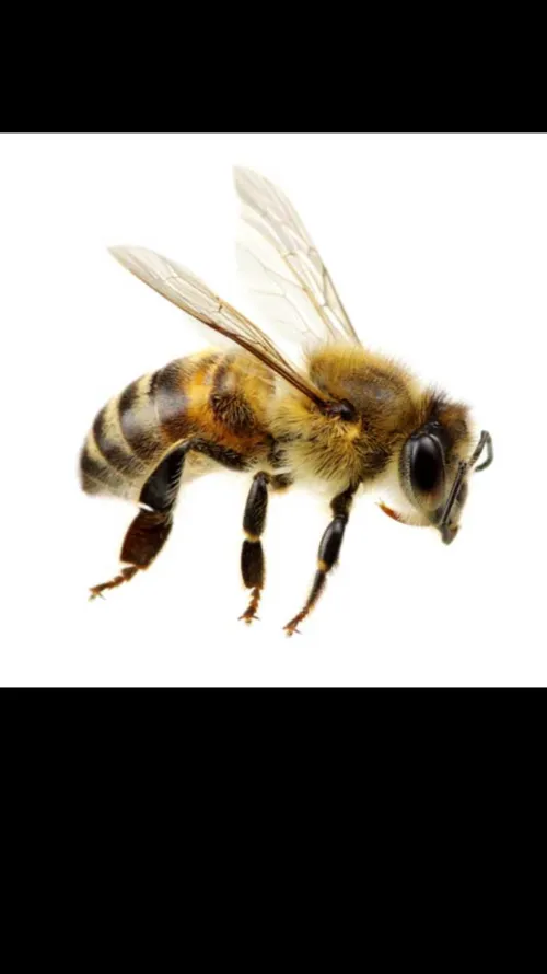 ai character: Bee background