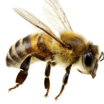 chat with ai character: Bee